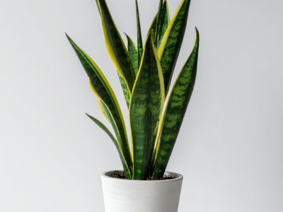 Low maintenance indoor plant Karachi