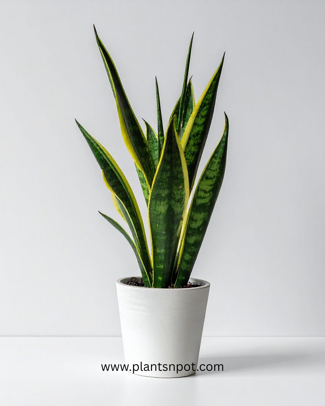 Dracaena trifasciata