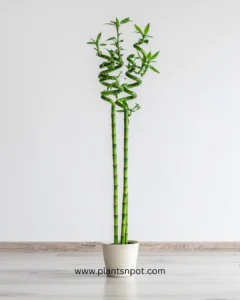 Imported Lucky Bamboo Stick top spiral indoor plant Karachi