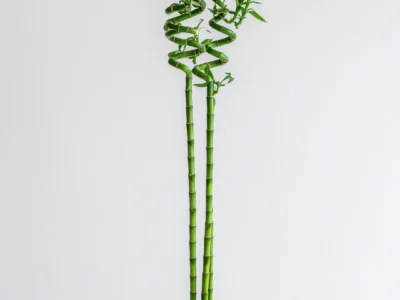 Imported Lucky Bamboo Stick top spiral indoor plant Karachi