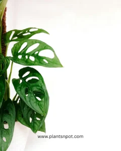 Monstera adansonii – Swiss Cheese Vine