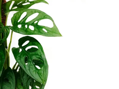 Monstera adansonii – Swiss Cheese Vine