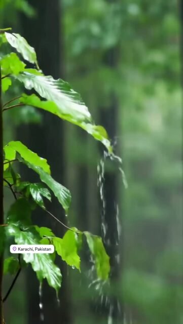 If peace had a sound… it would be rain on leaves 🌧️🌿

For people who find happiness in little green things 💚

Tag someone who loves rain like you ☕🌧️

#PlantLovers #KarachiRain #MonsoonVibes #AestheticReels #PeacefulLivin
