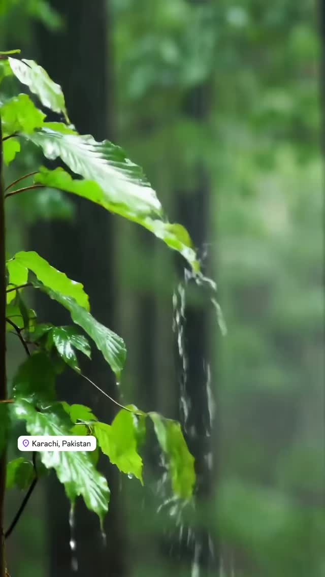 If peace had a sound… it would be rain on leaves 🌧️🌿

For people who find happiness in little green things 💚

Tag someone who loves rain like you ☕🌧️

#PlantLovers #KarachiRain #MonsoonVibes #AestheticReels #PeacefulLivin