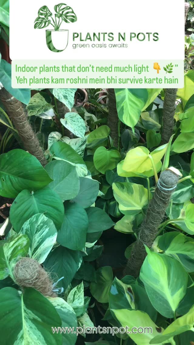 Indoor jungle loading… 🌱🍃
How many plants are too many? Asking for a friend 😅
Kitnay plants zyada ho jate hain? Ya kabhi nahi?