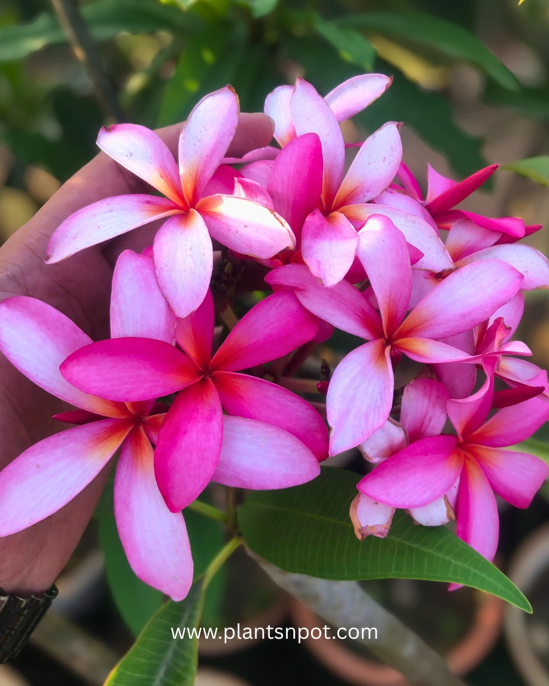 Calcutta Star Plumeria