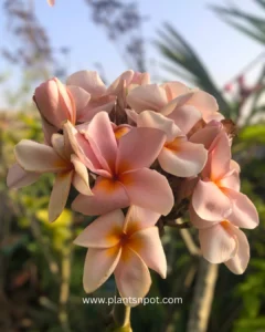 Imported Thai Plumeria Rung Sirichoke flowering plant Karachi