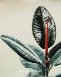 Black Rubber Plant indoor Karachi