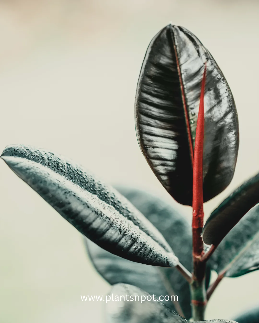 black rubber plant